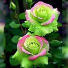 Perennial Climbing Vine Rose Seeds 100 Seeds Highly Fragrant Stunning Flowers