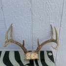 8 Point Deer Antler Rack Skull Cap Horns Dark Color