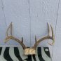 8 Point Deer Antler Rack Skull Cap Horns Dark Color