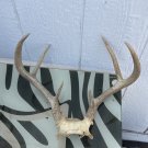 Deer Antler Perfect For Man Cave 14 Inches Wide 6 Point With Skull Cap