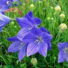 20 Seeds Balloon Flower Fresh Flower Easy Grow