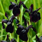 5 Seeds Iris Chrysographes Iris Black Gold Garden Easy Grow