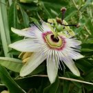 3 Seeds Variety Of Passiflora Passionflower Maypop Passion Fruit Flower Easy Grow