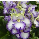 5 Seeds Rare Mixed African Violet House Plants Easy Grow