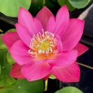 1 Seeds Pink Sacred Lotus Nelumbo Nucifera Water Easy Grow