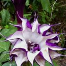 5 Seeds Purple Queen Devil’S Trumpet Datura Metel Fresh Easy Grow