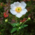 5 Seeds White Japanese Anemone Hupehensis Thimbleflower Easy Grow