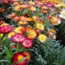 20 Seeds Strawflower Straw Fresh Flower Easy Grow