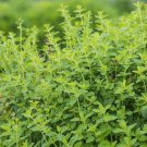 10 Seeds Oregano Fresh Herb Easy Grow