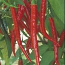 100 Pl Hot Long Red Cayenne Pepper Capsicum Annuum Seeds Non Gmo Easy to Grow 100 Pl Hot Long Red Cayenne Pepper Capsicum Annuum Seeds Non Gmo Easy to Grow