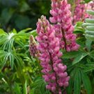 25 Popsicle Pink Lupine Seeds Flower Perennial Flowers Hardy Seed 1019 Easy to Grow