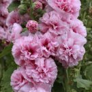 25 Double Pink Hollyhock Seeds Perennial Flower Seed Flowers 854 Easy to Grow