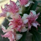 25 Double White Pink Clematis Seeds Bloom Climbing Perennial Plumeria Seed 80 Easy to Grow