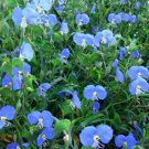 20Asiatic Dayflower Seeds Commelina Communis Herborganicheirloom Easy to Grow 20Asiatic Dayflower Seeds Commelina Communis Herborganicheirloom Easy to Grow