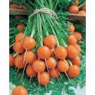300 Parisian Market Carrot Seeds Heirloom Easy to Grow