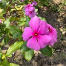 25 Seeds Vinca Vitalia Burgundy Vinca Seeds Catharanthus Roseus Flower Seeds