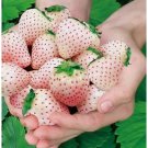 200 Rare Milk Strawberry Seeds Non-Gmo Perennial Herb Easy to Grow Flower Seeds 200 Rare Milk Strawberry Seeds Non-Gmo Perennial Herb Easy to Grow Flower Seeds