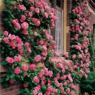 20 Pink Climbing Rose Seeds Rare Non-Gmo Heirloom Easy to Grow Flower Seeds