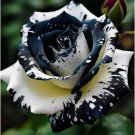 20 Rare Black & White Rose Seeds Non-Gmo Heirloom Easy to Grow Flower Seeds