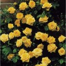 20 Yellow Climbing Rose Seeds Rare Non-Gmo Heirloom Easy to Grow Flower Seeds