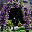 20 Purple Climbing Rose Seeds Rare Non-Gmo Heirloom Easy to Grow Flower Seeds