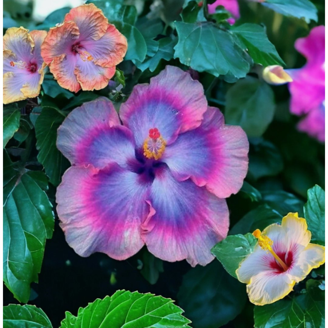 30 Multicolor Hibiscus Seeds Rare Non-Gmo Heirloom Easy to Grow Flower Seeds