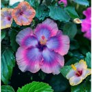30 Multicolor Hibiscus Seeds Rare Non-Gmo Heirloom Easy to Grow Flower Seeds