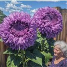 50 Rare Purple Enchanting Giant Teddy Bear Sunflower Seeds Easy to Grow Flower Seeds
