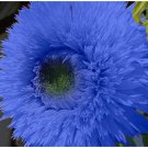 50 Blue Teddy Bear Sunflower Seeds Stunning Annual Blooms Easy to Grow Flower Seeds