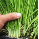 500 Garlic Chive Seeds For Planting Heirloom Non-Gmo Chinese Chives Easy to Grow Flower Seeds