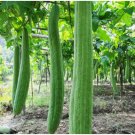 30 Super Long Luffa Gourd Seeds Non-Gmo Loofah Sponge Gourd Seeds Easy to Grow Flower Seeds 30 Super Long Luffa Gourd Seeds Non-Gmo Loofah Sponge Gourd Seeds Easy to Grow Flower Seeds