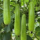 35 Long Bottle Gourd Seeds Non-Gmo Calabash Gourd Seeds For Planting Easy to Grow Flower Seeds
