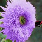 50 Rare Purple Teddy Bear Sunflower Seeds For Planting Non-Gmo Heirloom Easy to Grow Flower Seeds 50 Rare Purple Teddy Bear Sunflower Seeds For Planting Non-Gmo Heirloom Easy to Grow Flower Seeds