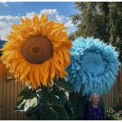 50 Rare Yellow & Blue Mixed Enchanting Giant Teddy Bear Sunflower Seeds Easy to Grow Flower Seeds
