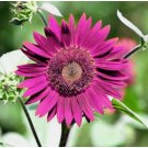 50 Purple Sunflower Seeds For Planting Non-Gmo Heirloom Garden Easy to Grow Flower Seeds