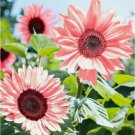 50 Iris Tectorum Rose Sunflower Seeds Non-Gmo Heirloom Pink Blooms Easy to Grow Flower Seeds