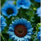 50 Midnight Oil Blue Sunflower Seeds Rare Bonsai Black Hybrid Easy to Grow Flower Seeds