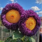 50 Rare Yellow & Purple Enchanting Giant Teddy Bear Sunflower Seeds Easy to Grow Flower Seeds