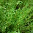 German Thyme Seeds 3000 Common Perennial Herb Garden Hardy Easy Grow