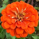 Orange King Zinnia Seeds 200 Beautiful Annual Flower Garden Butterflies Bees Easy Grow
