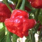 Red Scotch Bonnet Pepper Seeds 50 Hot Spicy Vegetable Garden Non Gmo Easy Grow