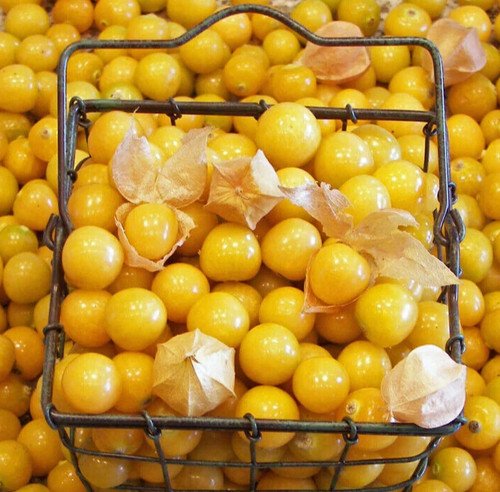 Gooseberry Seeds 200 Ground Cherry Indeterminate Hk Cherries Easy Grow