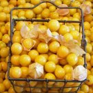Gooseberry Seeds 200 Ground Cherry Indeterminate Hk Cherries Easy Grow