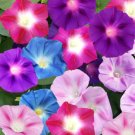 Morning Glory Seeds 100 Mixed Colors Purple Pink White Annual Flower Garden Easy Grow