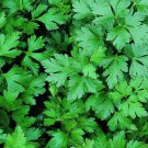 Parsley Seeds 1000 Dark Green Flat Leaf Italian Herb Garden Biennial Easy Grow