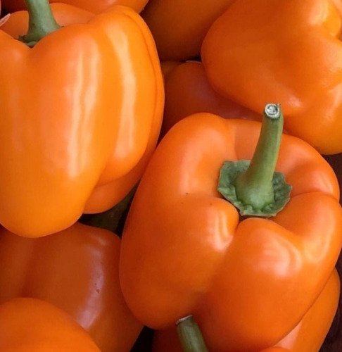 Orange Bell Pepper Seeds 50 Orange Sun Vegetable Garden Capsicum Non Gmo Easy Grow