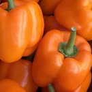 Orange Bell Pepper Seeds 50 Orange Sun Vegetable Garden Capsicum Non Gmo Easy Grow