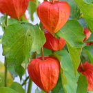 Chinese Lantern Seeds 200 Franchetti Ornamental Perennial Flower Garden Easy Grow