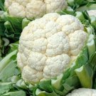 Cauliflower Self Blanche Snowball Seeds 600 Cool Weather Vegetable Garden Easy Grow