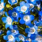 Baby Blue Eyes Flower Seeds 600 Annual Wildflower Garden Nemophila Menziesii Easy Grow